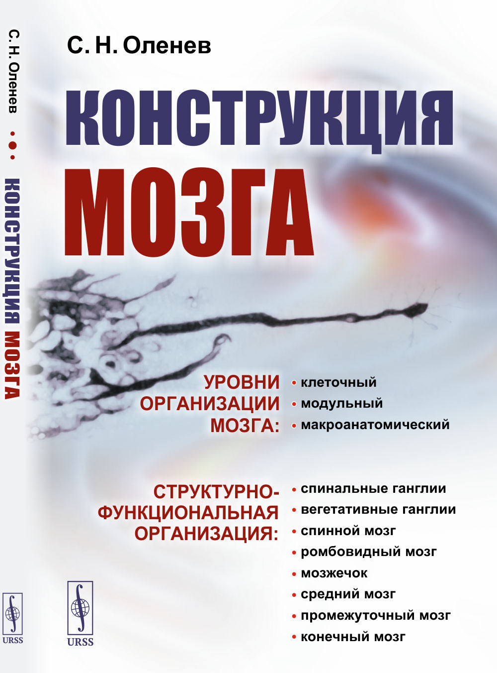 Конструкция мозга
