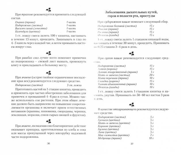 Подорожник. Мифы и реальность