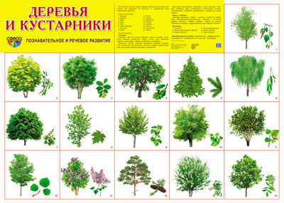 Демонстрационный плакат "Деревья и кустарники"
