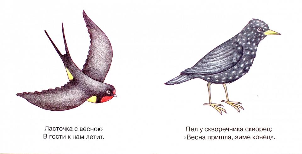Мои первые слова. Птицы рядом с человеком (для детей от 1-3 лет)