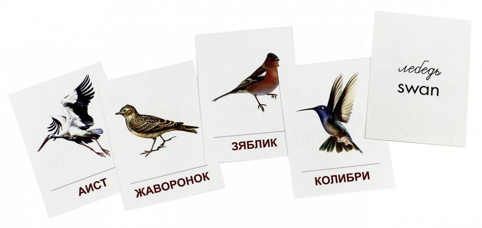 Демонстрационные картинки "Птицы разных широт".16 раздаточных карточек с текстом