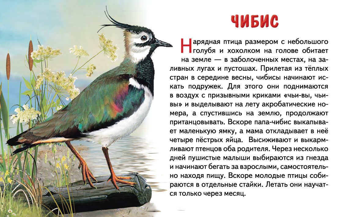 Карточки. Перелетные птицы России ; Карточки. Перелетные птицы России
