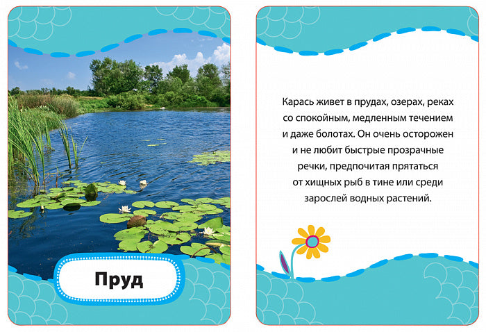 Кто где живет, кто что ест? (Разв. карточки 3+)