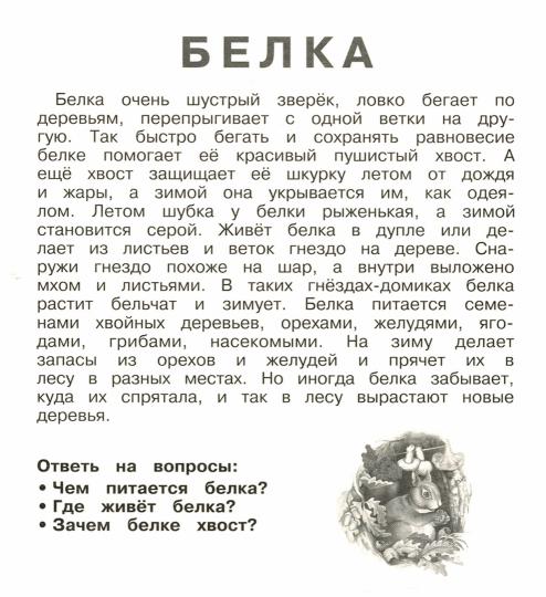 Дикие животные (20 карточек с европодвесом)