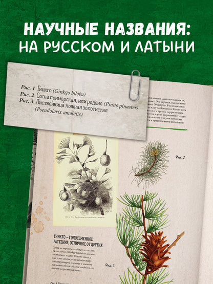 Удивительные энциклопедии. Ботаника в картинках/Сория К.