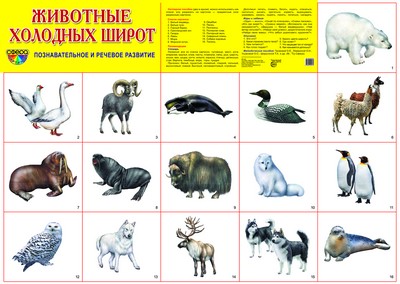 Демонстрационный плакат. Животные холодных широт.