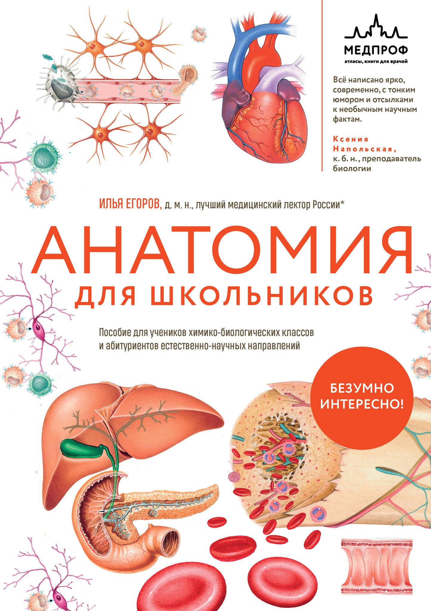 Анатомия для школьников. Пособие для учеников химико-биологических классов и абитуриентов естественно-научных направлений