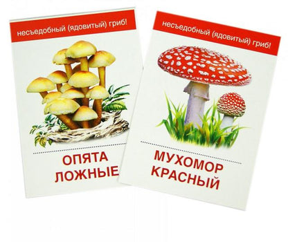 Демонстрационные картинки СУПЕР ГРИБЫ.16 раздаточных карточек с текстом