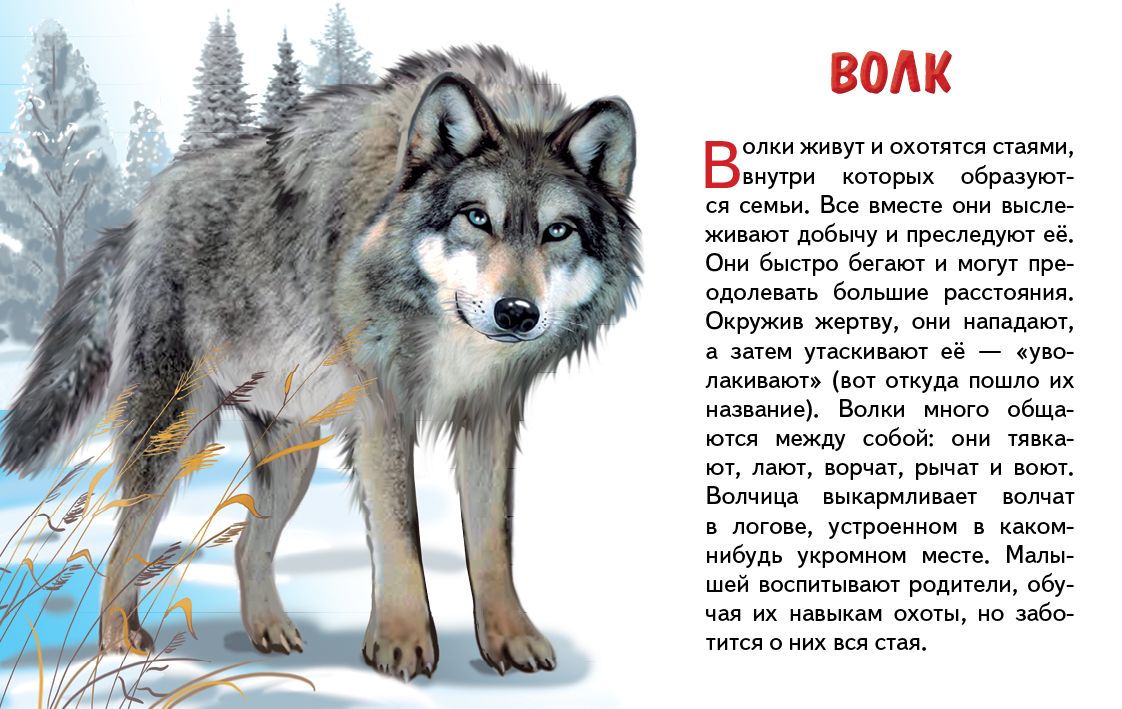Карточки. Животные России ; Карточки. Животные России