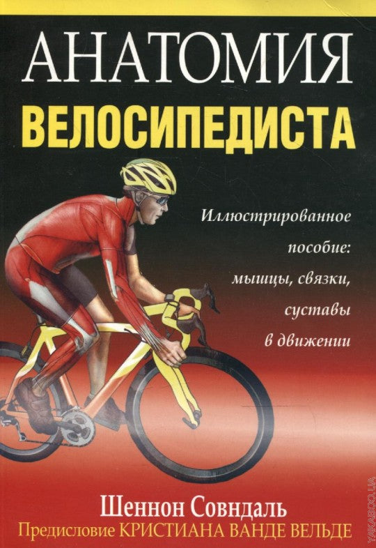 Анатомия велосипедиста