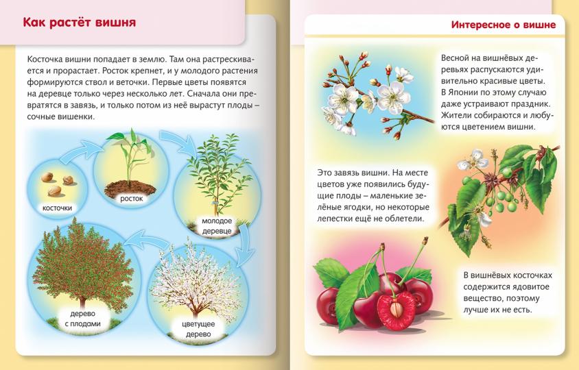 Удивительные превращения. Как живут и развиваются растения