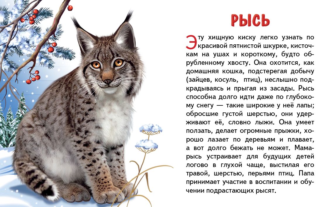 Карточки. Животные России ; Карточки. Животные России