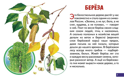 Карточки (европодвес). Деревья; Карточки (европодвес). Деревья