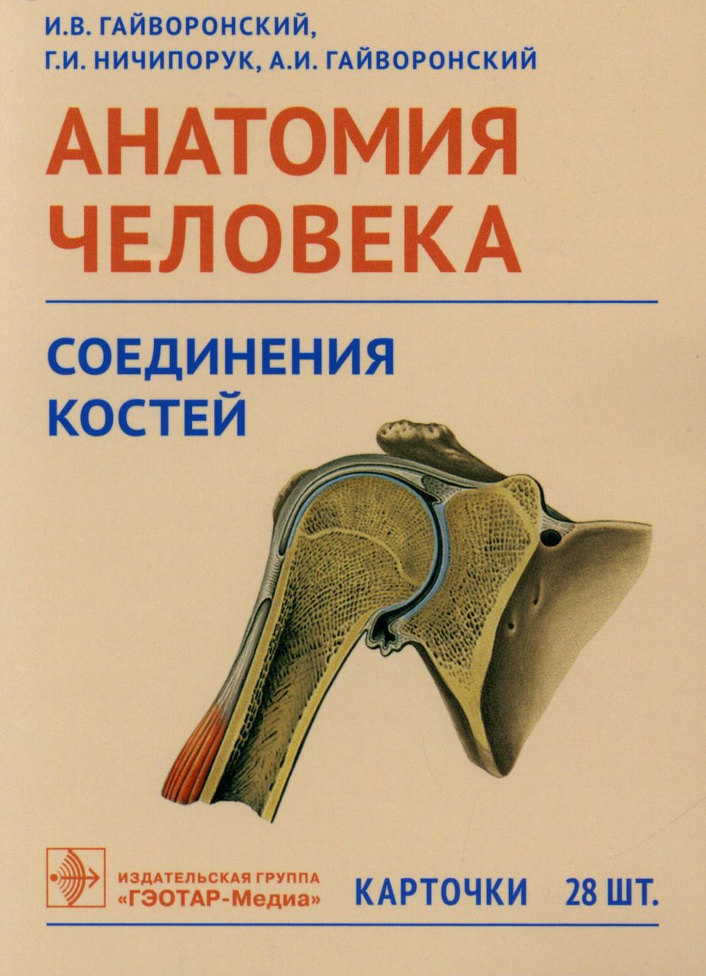 Анатомия человека. Соединения костей. Карточки : наглядное учебное пособие / И. В. Гайворонский, Г. И. Ничипорук, А. И. Гайворонский. — Москва : ГЭОТАР-Медиа, 2023. — 28 двустор. карт. : ил.