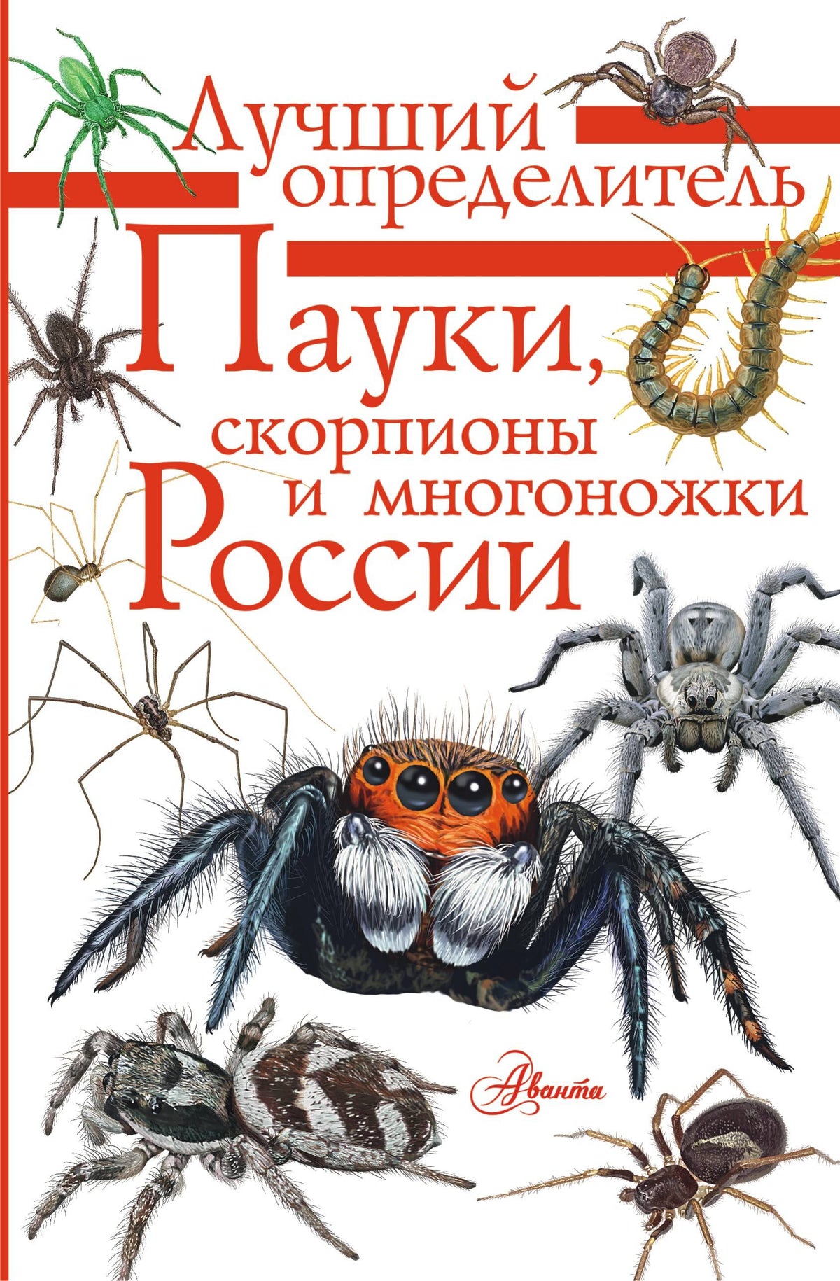 Пауки, скорпионы и многоножки России