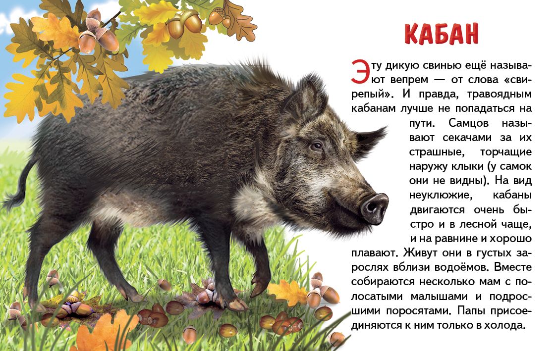 Карточки. Животные России ; Карточки. Животные России