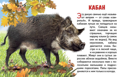 Карточки. Животные России ; Карточки. Животные России