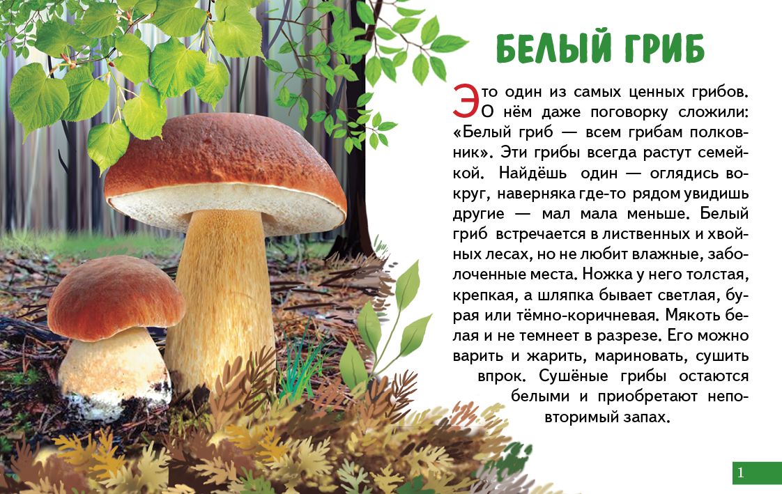 Карточки (европодвес). Грибы ; Карточки (европодвес). Грибы