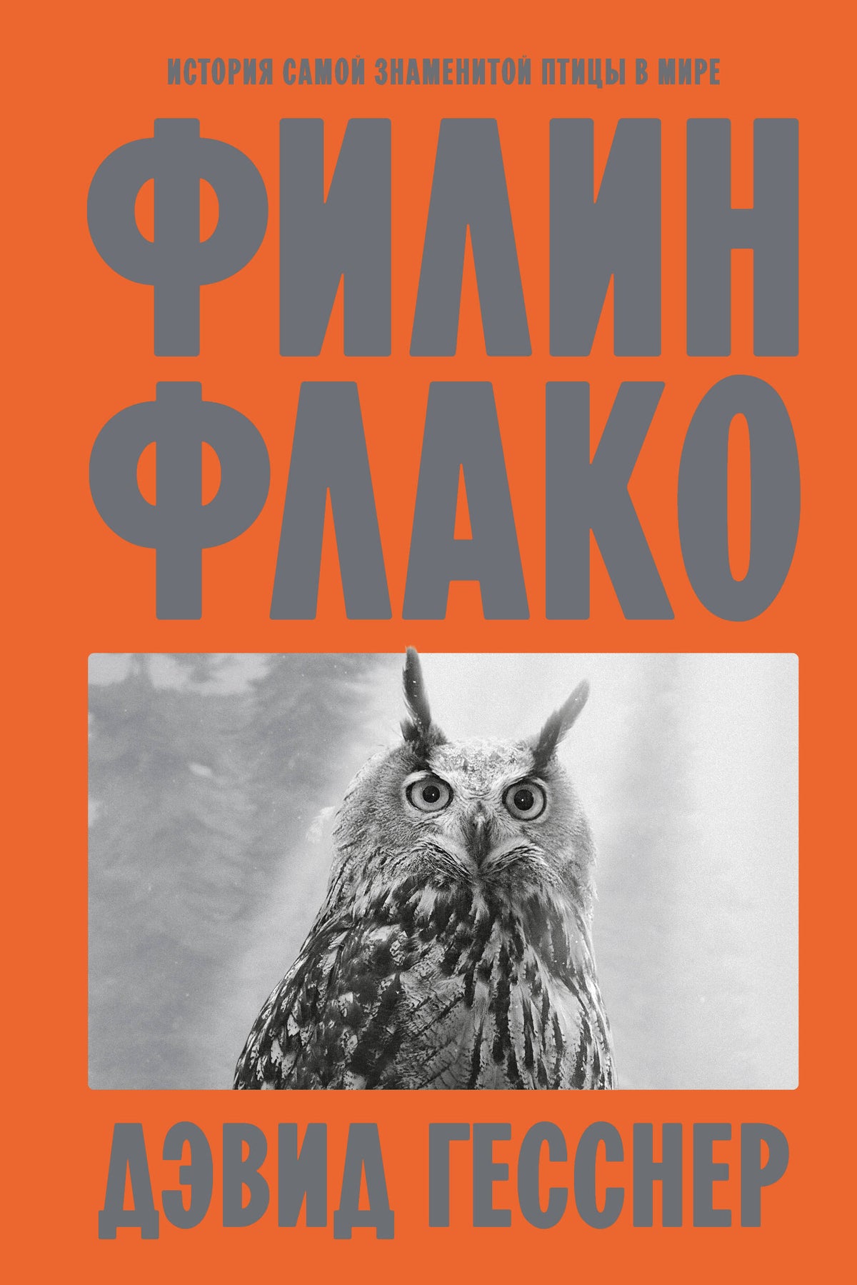 Филин Флако: История самой знаменитой птицы в мире