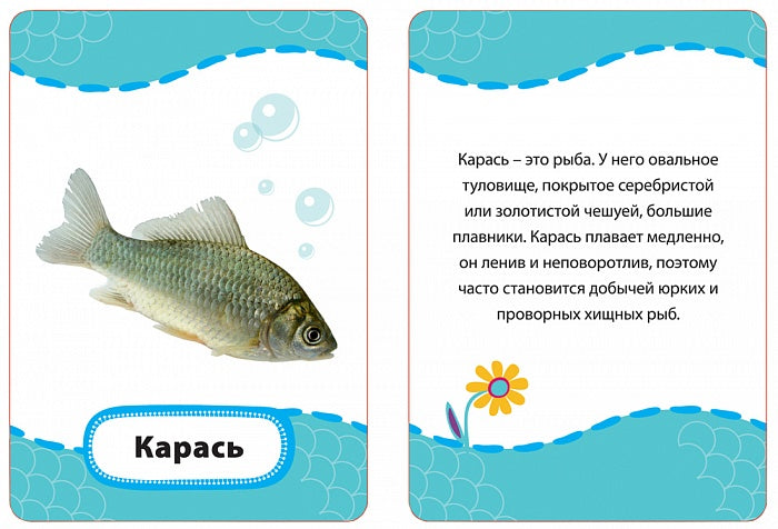 Кто где живет, кто что ест? (Разв. карточки 3+)