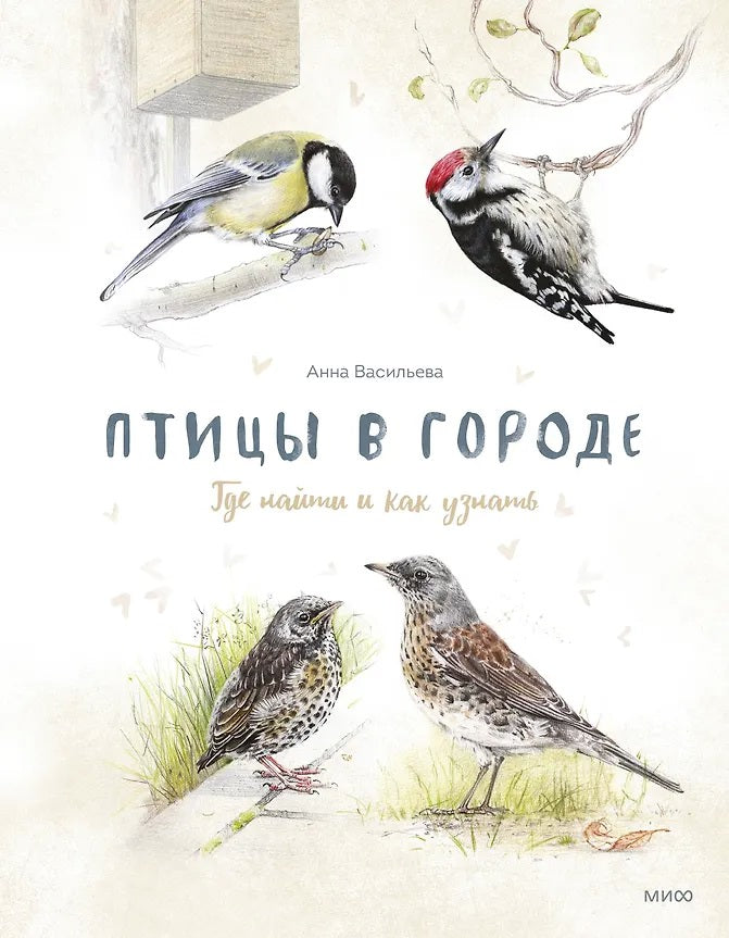 Птицы в городе. Где найти и как узнать