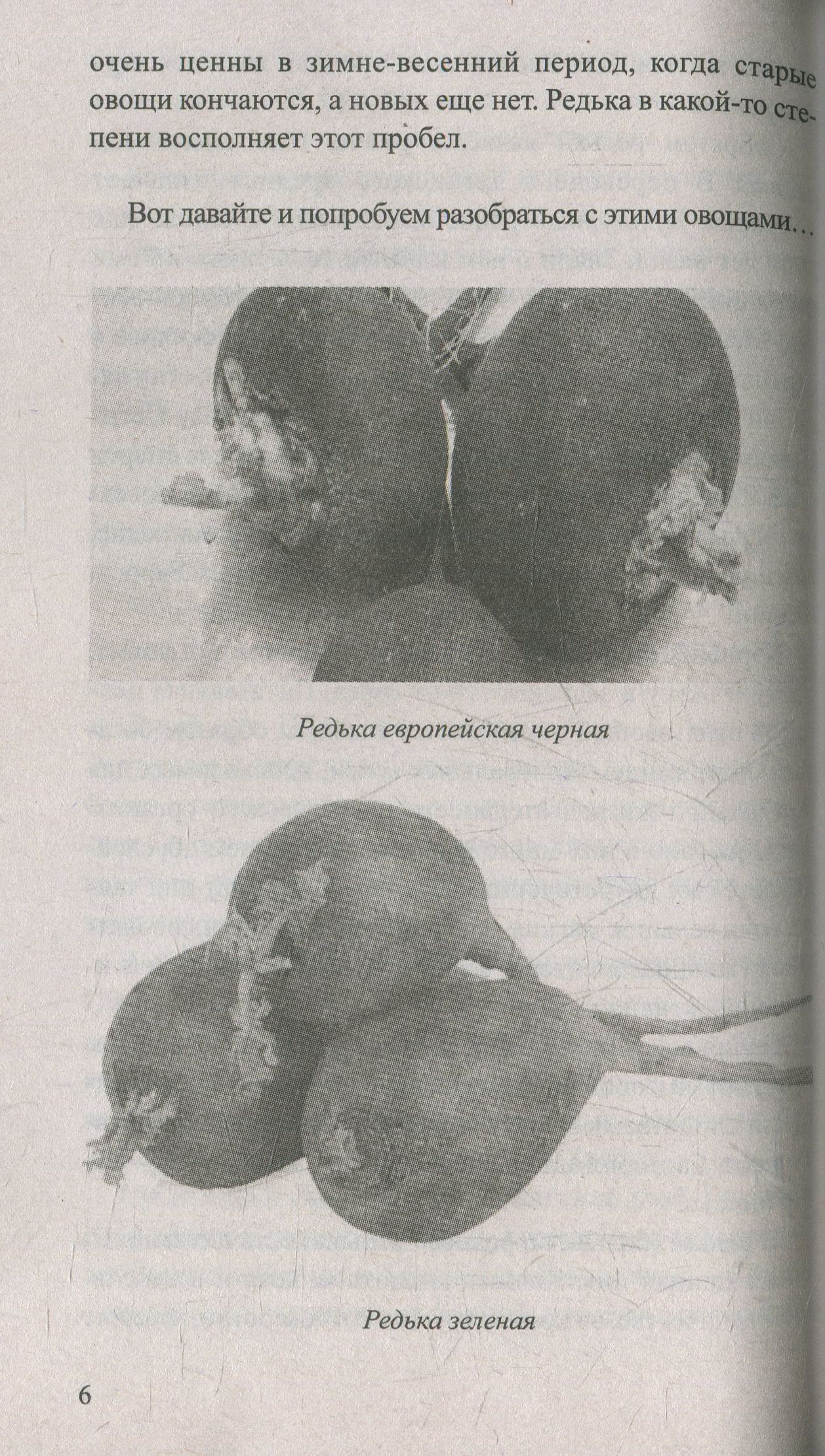 Редька. Мифы и реальность