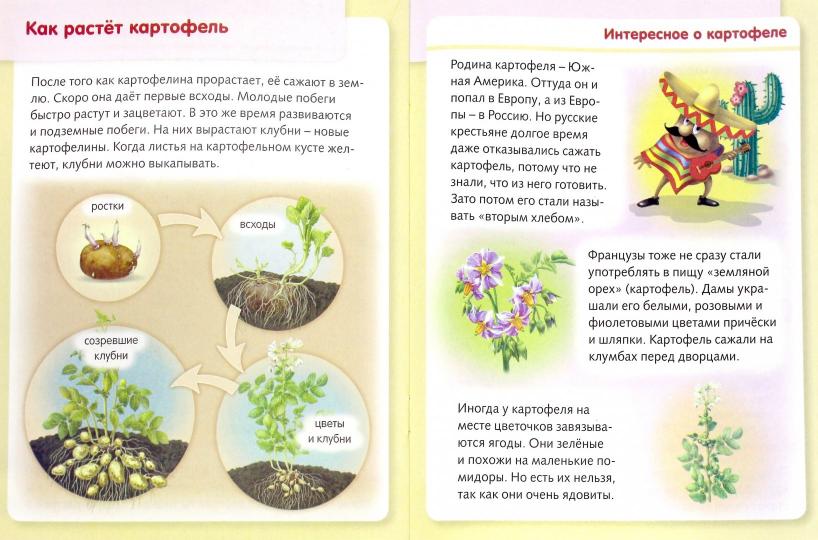 Удивительные превращения. Как живут и развиваются растения