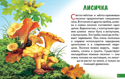 Карточки (европодвес). Грибы ; Карточки (европодвес). Грибы
