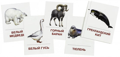 Раздат. карточки "Животные холодных шир" (63х87мм)