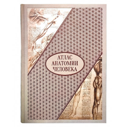 Атлас анатомии человека. Все органы человеческого тела. Большая коллекция