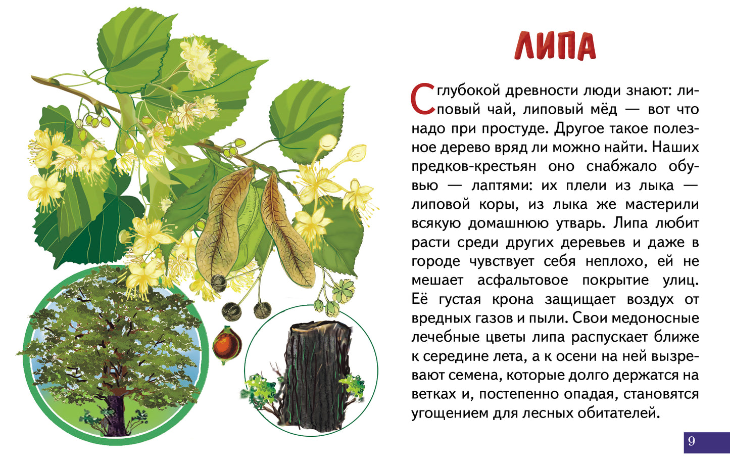 Карточки (европодвес). Деревья; Карточки (европодвес). Деревья