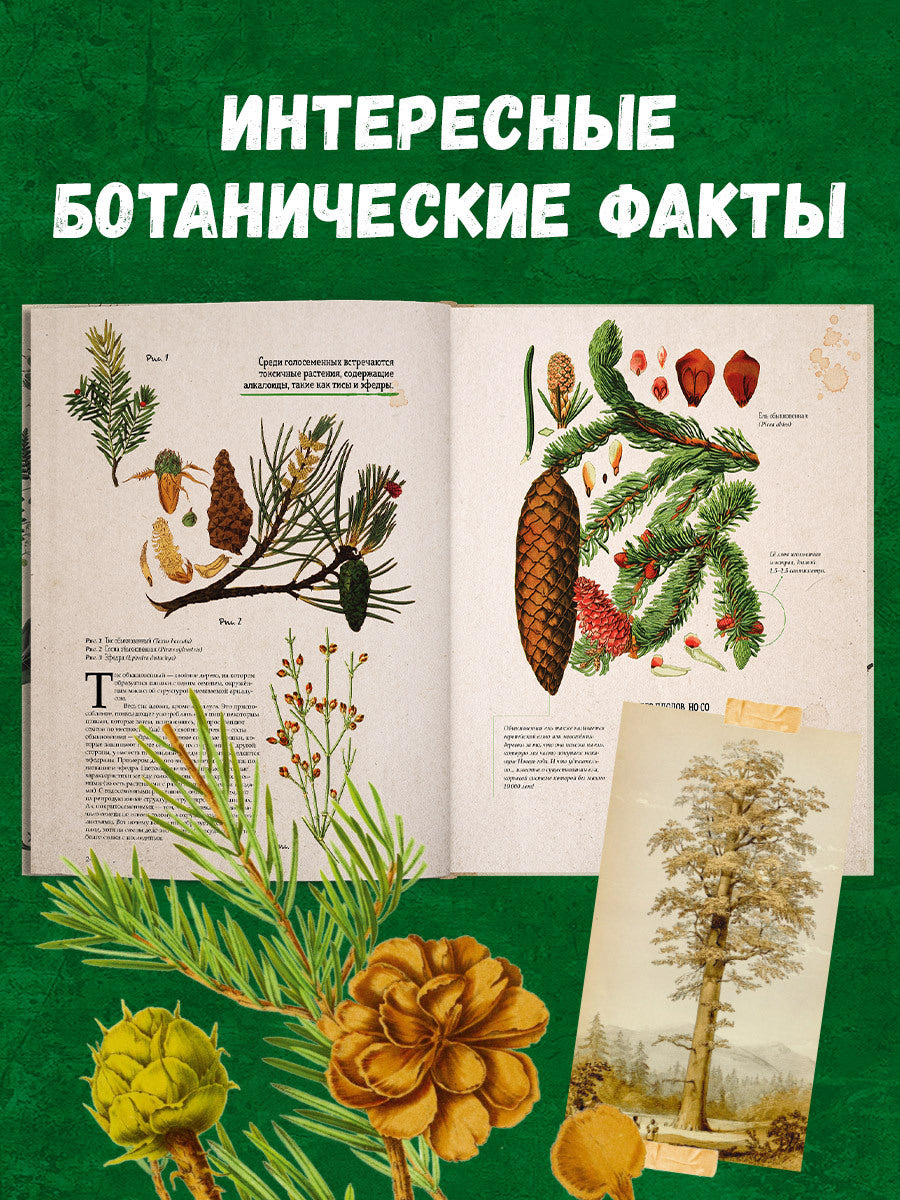 Удивительные энциклопедии. Ботаника в картинках/Сория К.