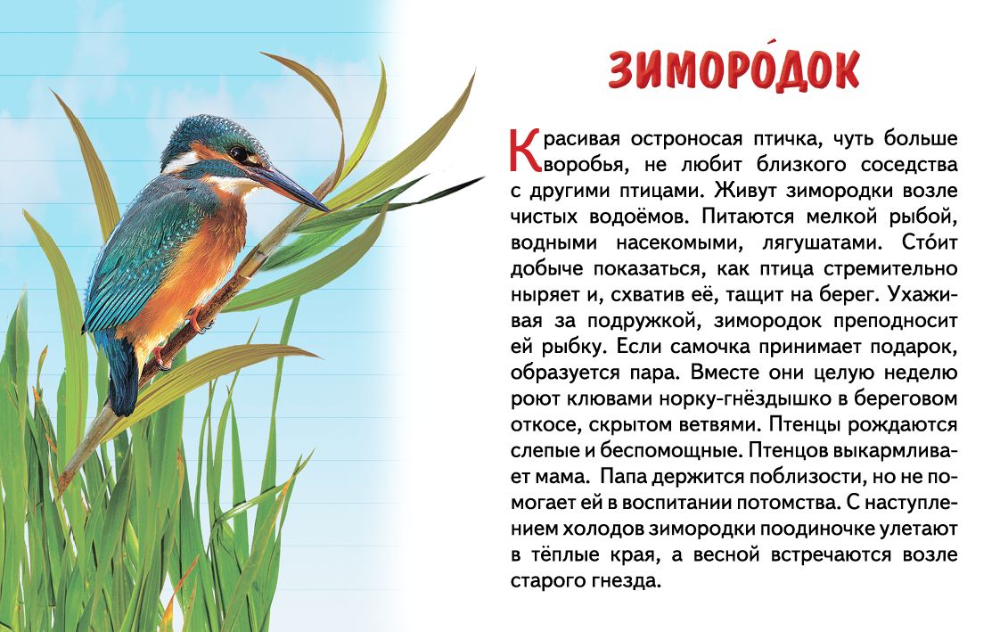 Карточки. Перелетные птицы России ; Карточки. Перелетные птицы России