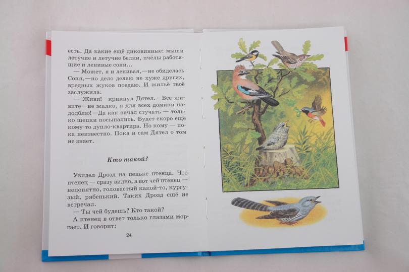 БШ. Тайна ночного леса