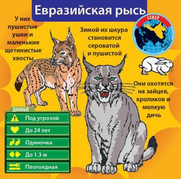 BrainBox. Сундучок знаний "В мире животных" арт.90702