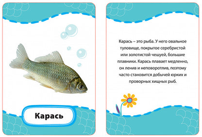 Кто где живет, кто что ест? (Разв. карточки 3+)