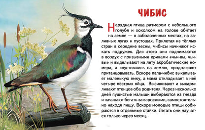 Карточки. Перелетные птицы России ; Карточки. Перелетные птицы России