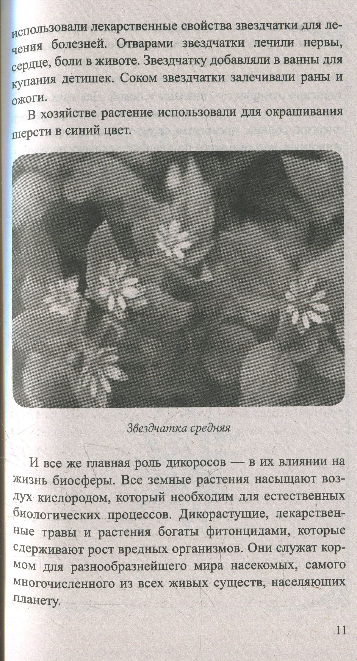 Сныть и мокрица. Мифы и реальность