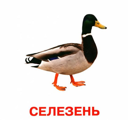 Домашние животные. Развивающие карточки для детей (20 карточек)