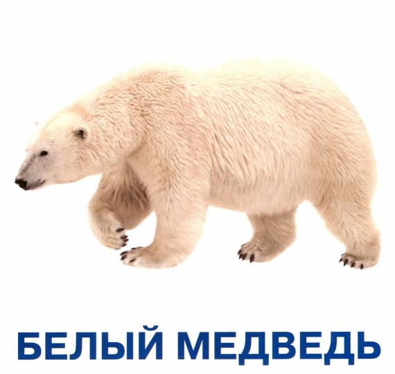 Животные мира. Развивающие карточки для детей (20 карточек)