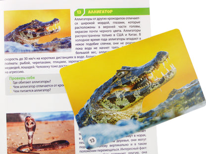 Игра настольная МЕМО "Обитатели земли" (50 карточек)