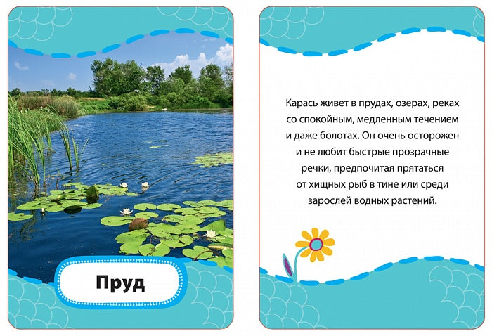 Кто где живет, кто что ест? (Разв. карточки 3+)