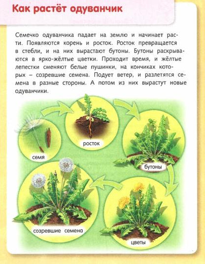Удивительные превращения. Как живут и развиваются растения