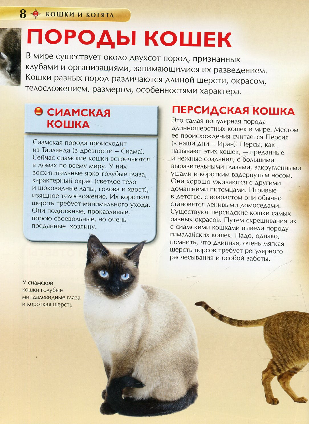 Кошки и котята. Детская энциклопедия