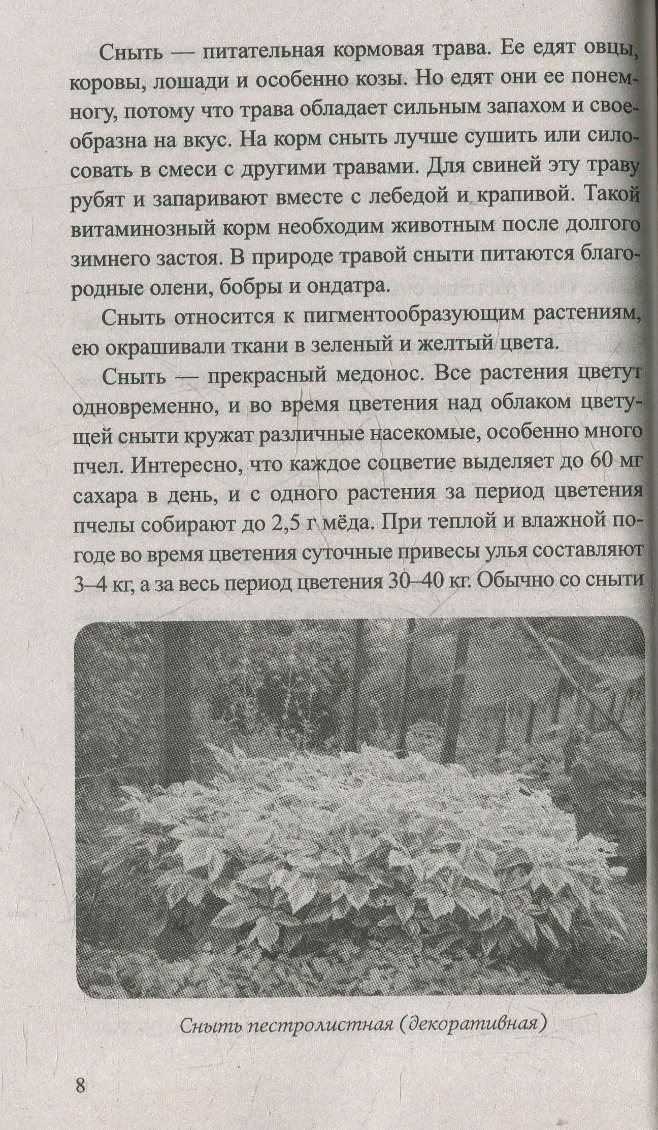 Сныть и мокрица. Мифы и реальность