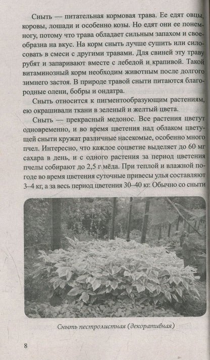Сныть и мокрица. Мифы и реальность